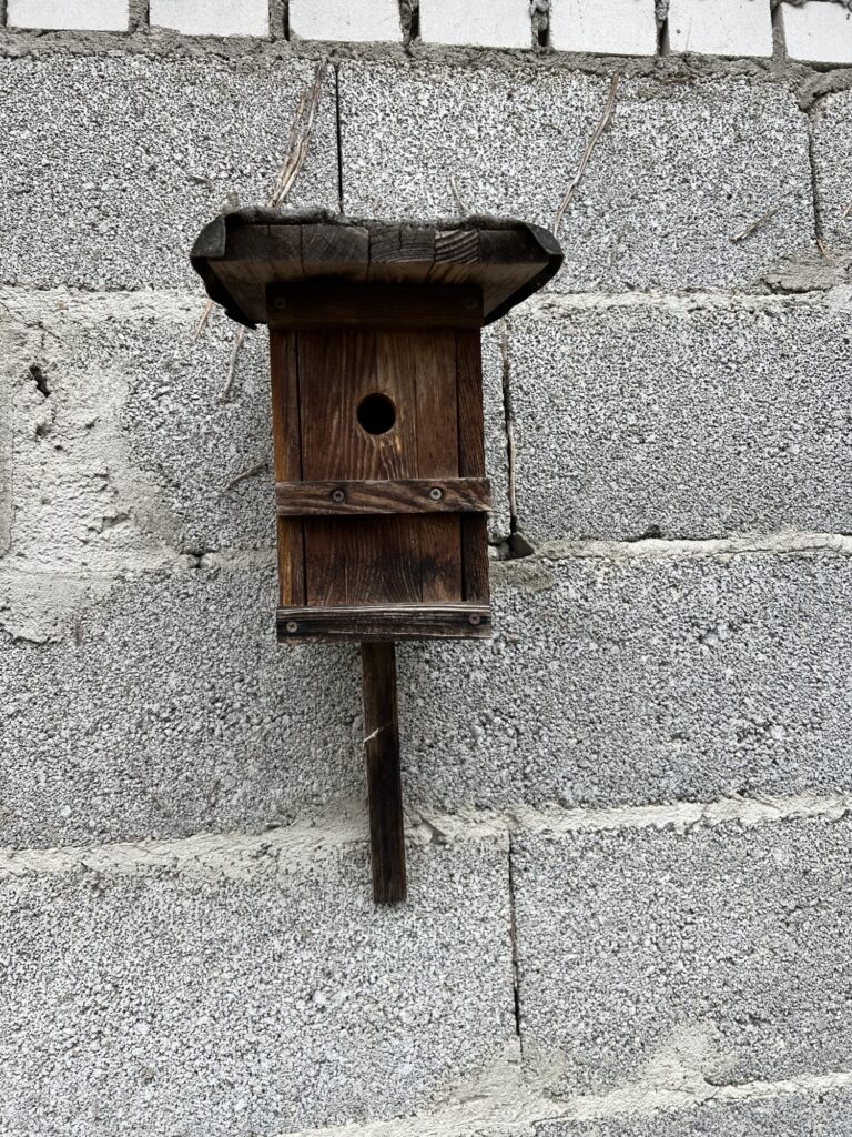 img_7810-1-768x1024 Warum es wichtig ist, Vögel das ganze Jahr über zu füttern und Insekten zu schützen
