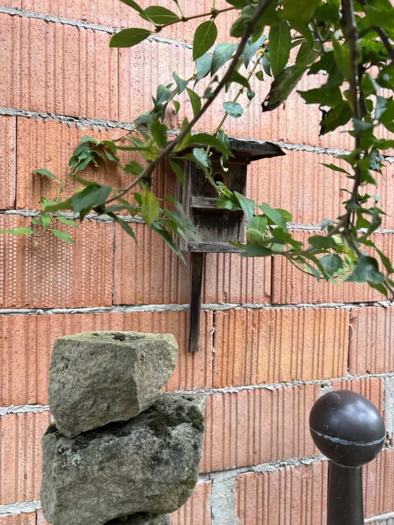 img_7815-1-768x1024 Warum es wichtig ist, Vögel das ganze Jahr über zu füttern und Insekten zu schützen
